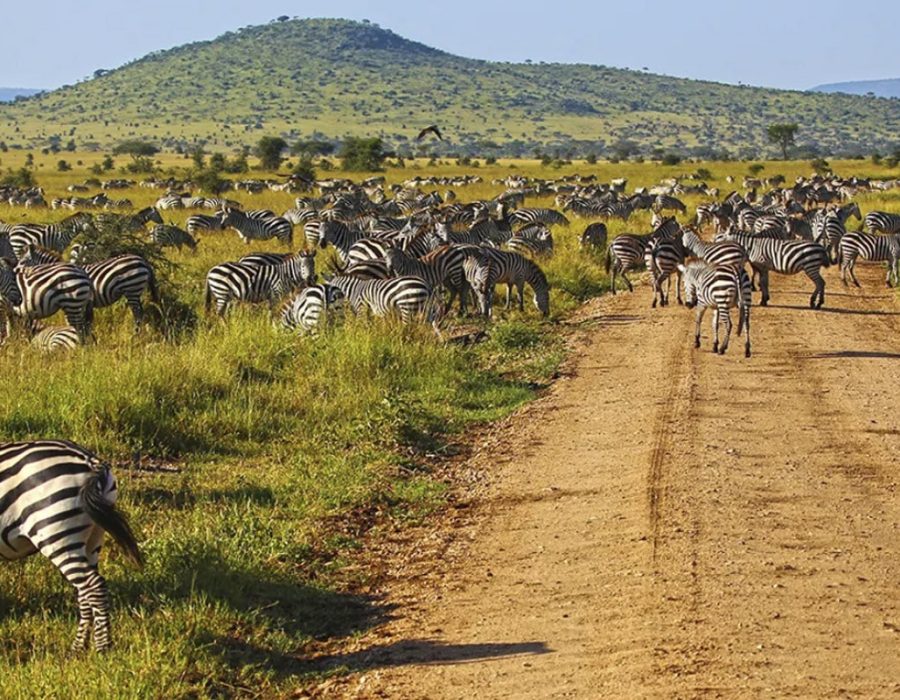 Serengeti National Park - Serengeti Safaris - Tanzania Safaris - Wildebeest Sightings