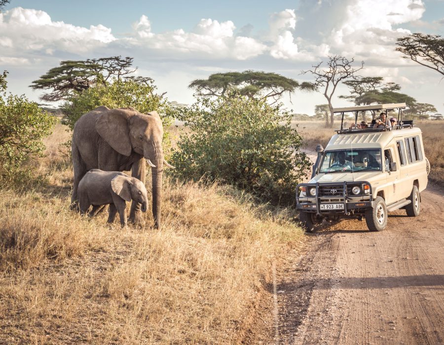Serengeti National Park - Serengeti Safaris - Tanzania Safaris - Wildebeest Sightings