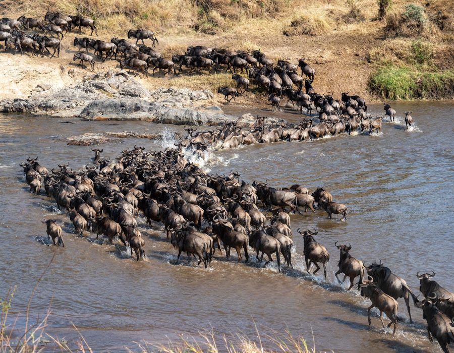Serengeti Wildebeest Migration in September