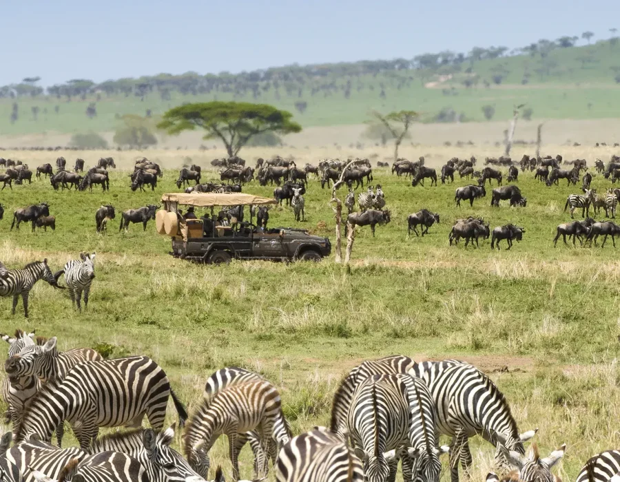 Tanzania Wildebeest Safaris - Serengeti Wildebeest Migration - Wildebeest Sightings