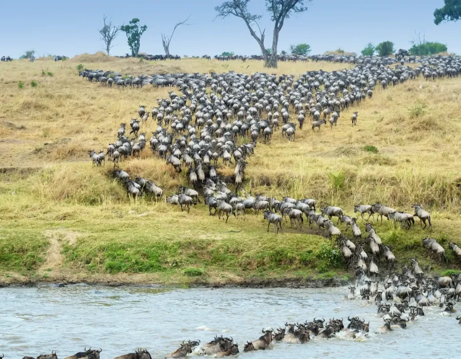 Tanzania Wildebeest Safaris - Serengeti Wildebeest Migration - Wildebeest Sightings