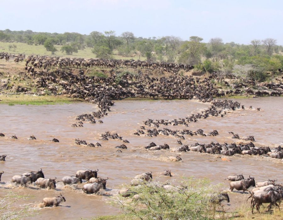 Tanzania Wildebeest Safaris - Serengeti Wildebeest Migration - Wildebeest Sightings