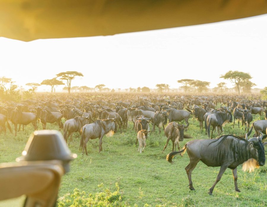 Tanzania Wildebeest Safaris - Serengeti Wildebeest Migration - Wildebeest Sightings
