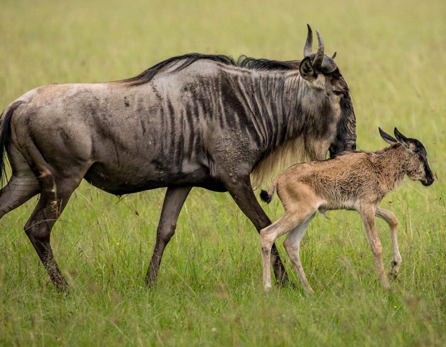 Tanzania Wildebeest Safaris - Serengeti Wildebeest Migration - Wildebeest Sightings