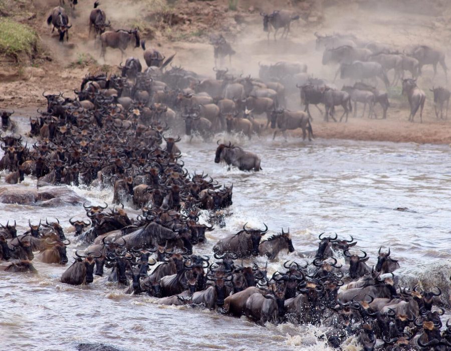 Tanzania Wildebeest Safaris - Wildebeest Migration - Wildebeest Sightings