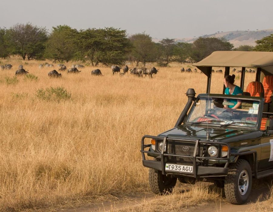 Tanzania Wildebeest Safaris - Wildebeest Migration Calving - Wildebeest Sightings