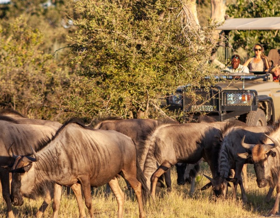 Tanzania Wildebeest Safaris - Wildebeest Migration Calving - Wildebeest Sightings