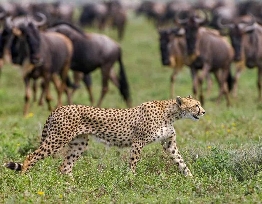 Tanzania Wildebeest Safaris - Wildebeest Migration Calving - Wildebeest Sightings
