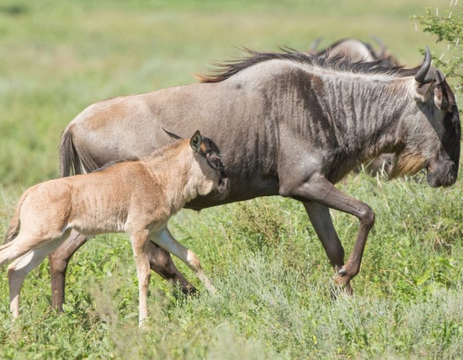 Tanzania Wildebeest Safaris - Wildebeest Migration Calving - Wildebeest Sightings