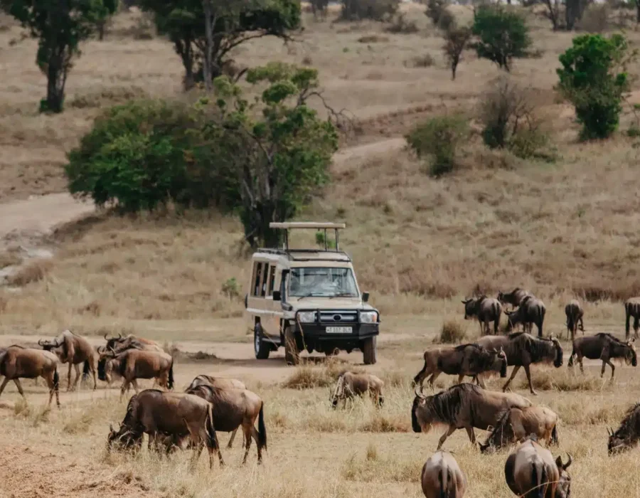 Tanzania Wildebeest Safaris - Wildebeest Migration - Wildebeest Sightings