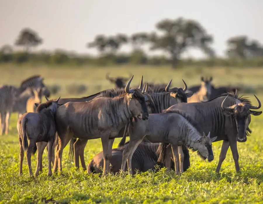 Tanzania Wildebeest Safaris - Wildebeest Migration - Wildebeest Sightings