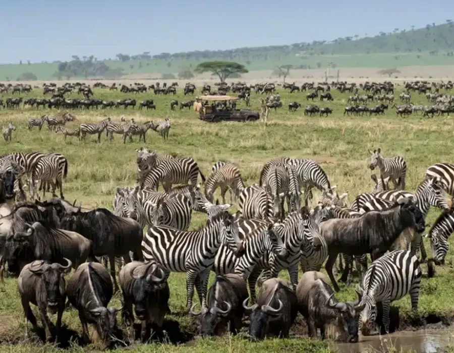 Tanzania Wildebeest Safaris - Wildebeest Migration Calving - Wildebeest Sightings