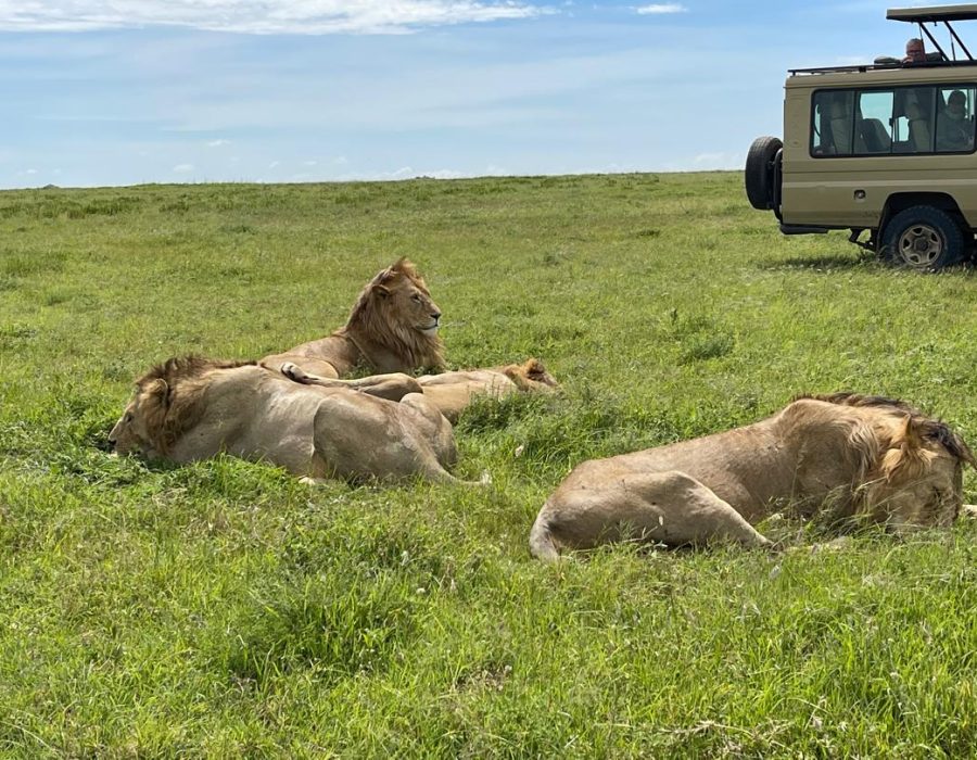 Tanzania Wildebeest Safaris - Wildebeest Migration - Wildebeest Sightings