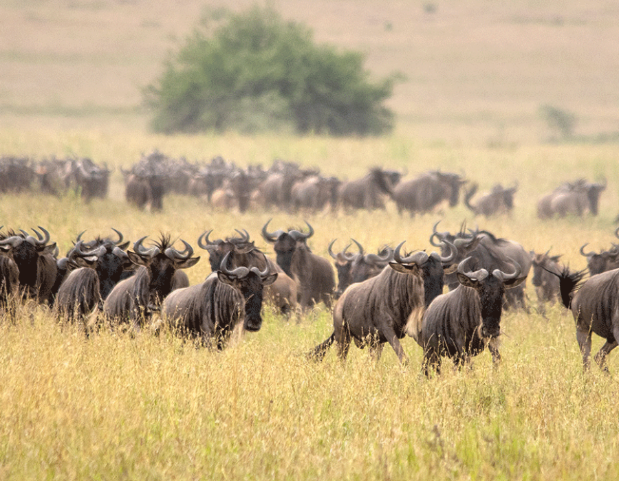Serengeti Wildebeest Migration in January - Wildebeest Sightings