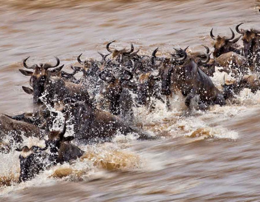 Roving Bushtops Wildebeest Migration - Serengeti Wildebeest Migration - best time to go for an african safari