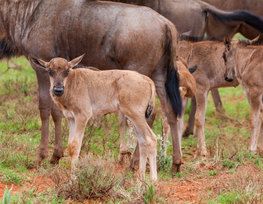 Serengeti Wildebeest Migration in March -Ndutu Conservation Area - Wildebeest Sightings
