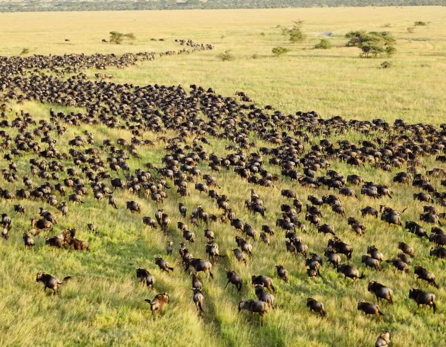 Serengeti Wildebeest Migration in June