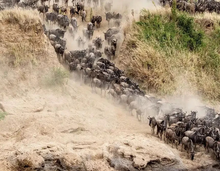 Wildebeest Migration Crossings in Masai Mara - Wildebeest Sightings