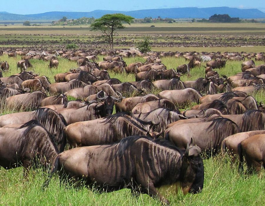 The Wildebeest Migration in January