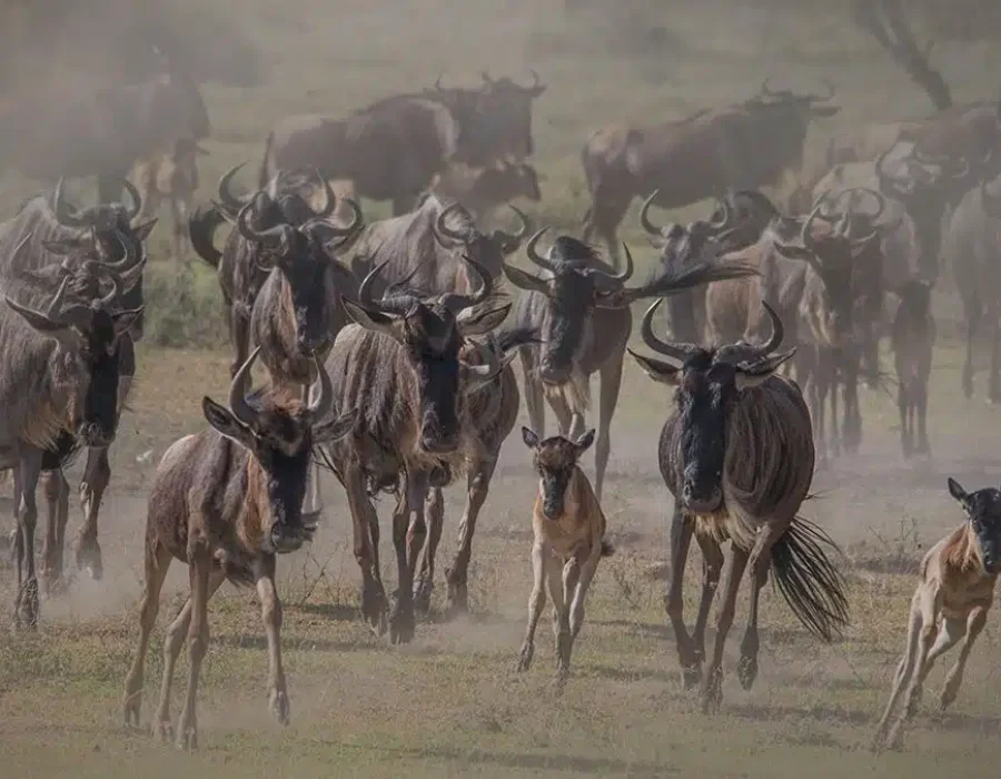 Ndutu Conservation Area - Wildebeest Sightings