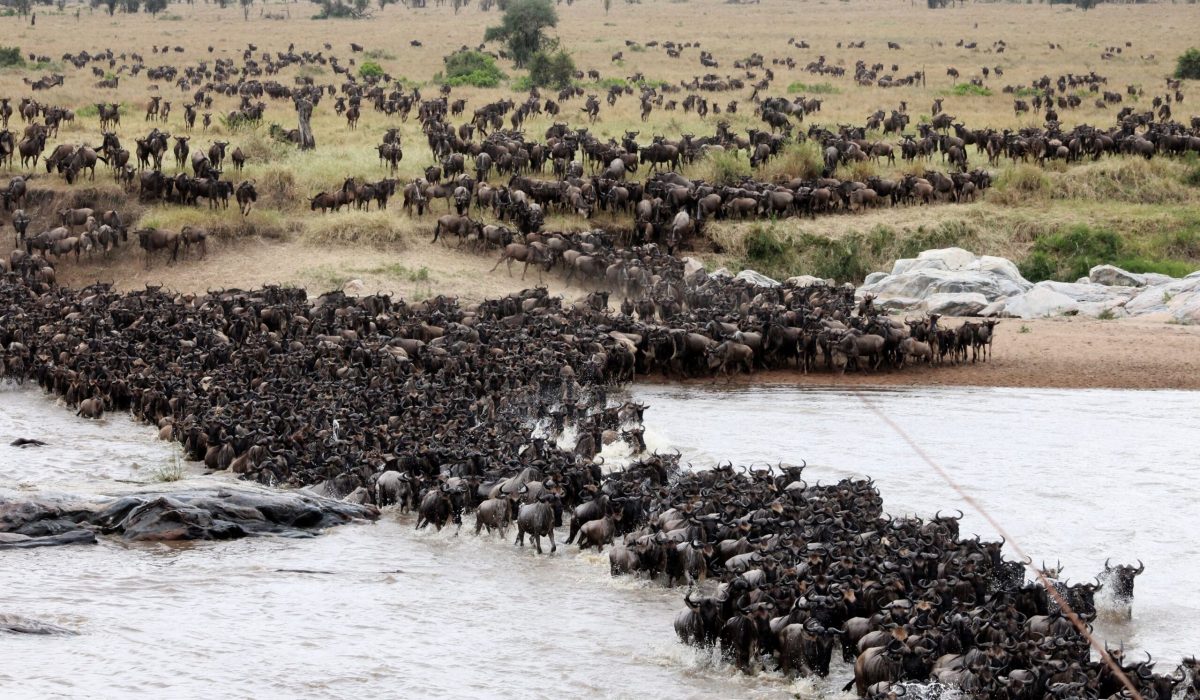 Wildebeest Migration in Kenya and Tanzania - Wildebeest Calving Season - Wildebeest Migration Safaris - Wildebeest Migration Crossings - Wildebeest Sightings