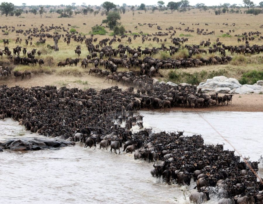 Wildebeest Migration in Kenya and Tanzania - Wildebeest Calving Season - Wildebeest Migration Safaris - Wildebeest Migration Crossings - Wildebeest Sightings