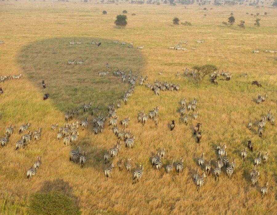 Serengeti Serena Safari Lodge - Wildebeest Migration Facts
