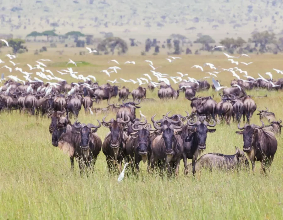 The wildebeest migration in November