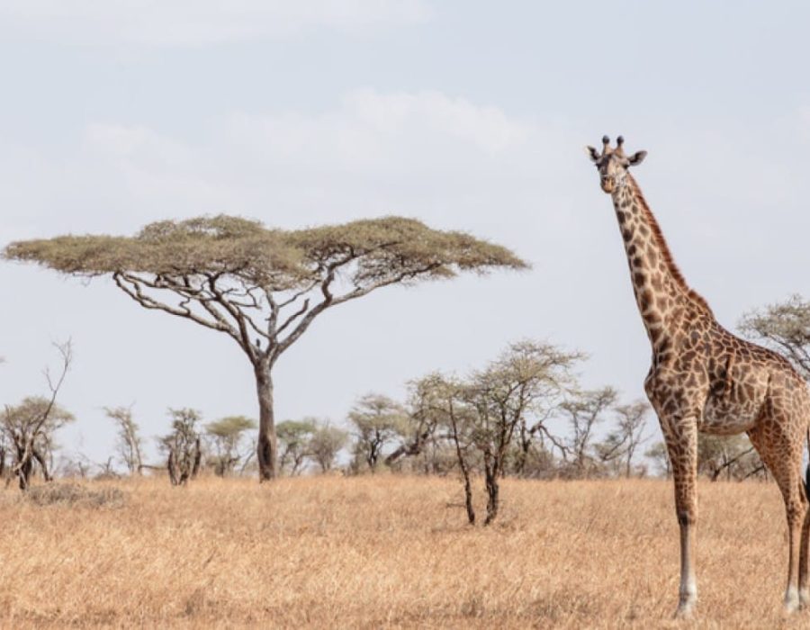 Serengeti National Park - Serengeti Safaris - Tanzania Safaris - Wildebeest Sightings