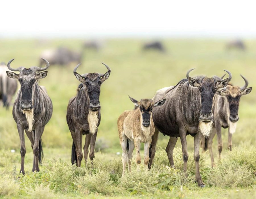 Wildebeest Calving Season - Serengeti Wildebeest Migration in March - Wildebeest Sightings