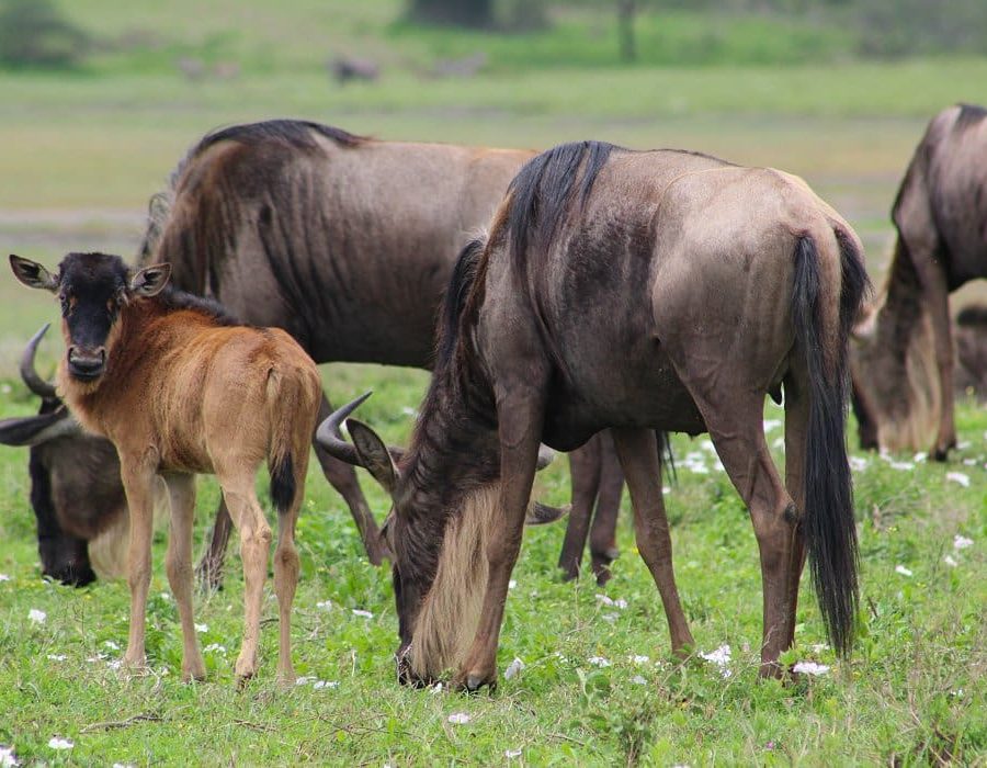 Serengeti Wildebeest Migration in March - Wildebeest Calving Season