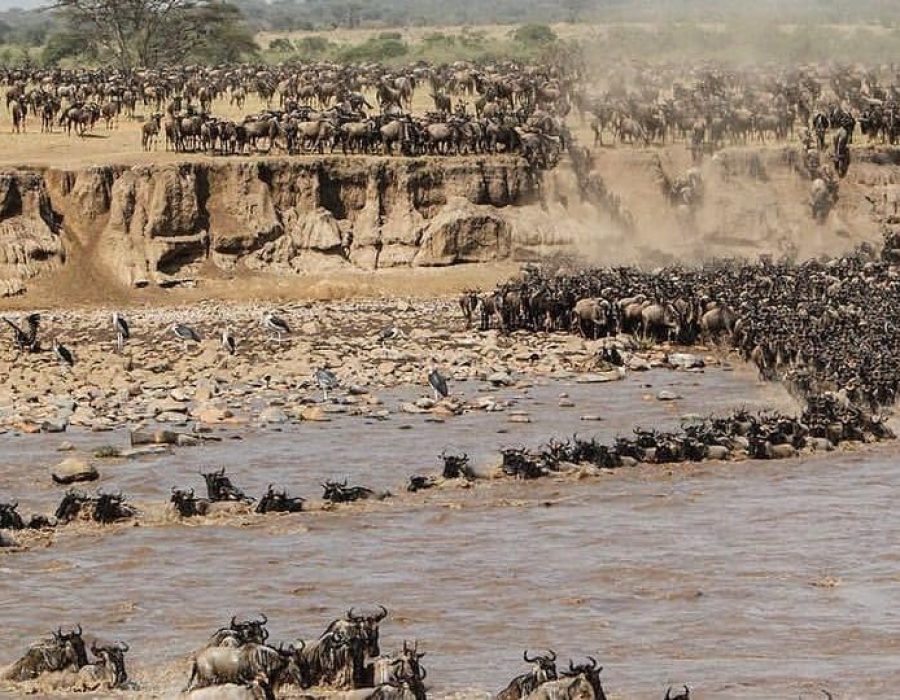 Wildebeest Migration in August - Wildebeest Migration in Masai Mara and Serengeti