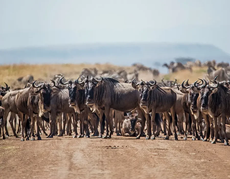 Serengeti Wildebeest Migration in April