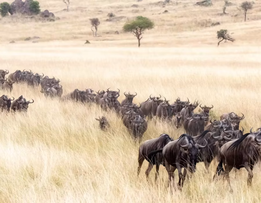 Serengeti Wildebeest Migration in December
