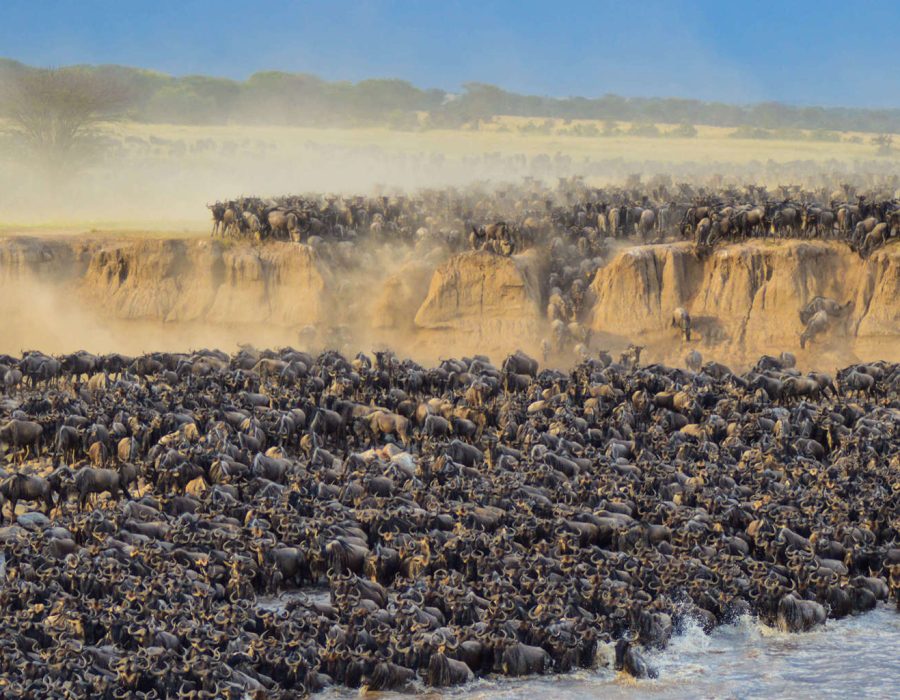 Serengeti Wildebeest Migration in August