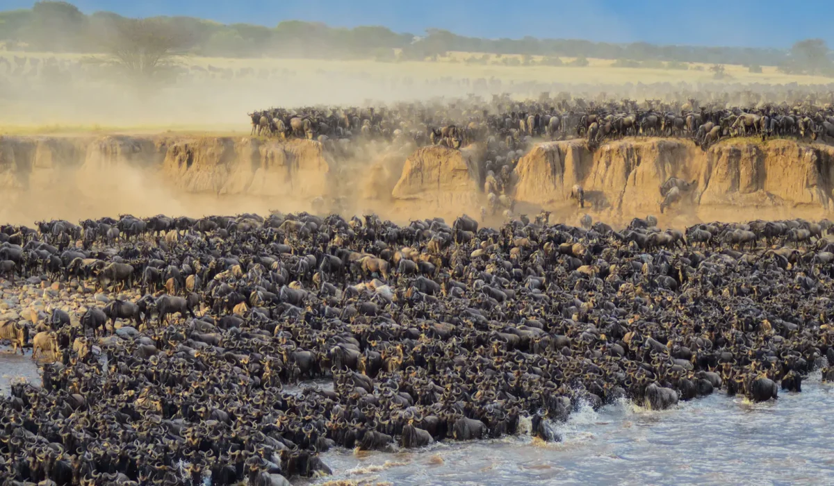 Wildebeests in Masai Mara - Wildebeest Sightings