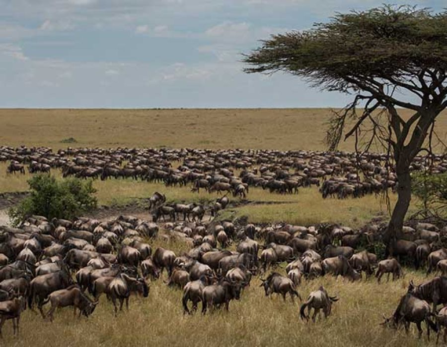 The Wildebeest Migration in October