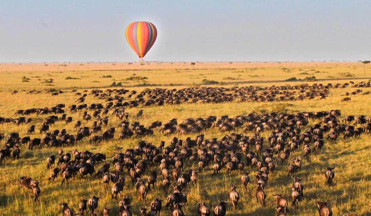Wildebeest Migration in Kenya and Tanzania - Wildebeest Calving Season - Wildebeest Migration Safaris - Wildebeest Sightings
