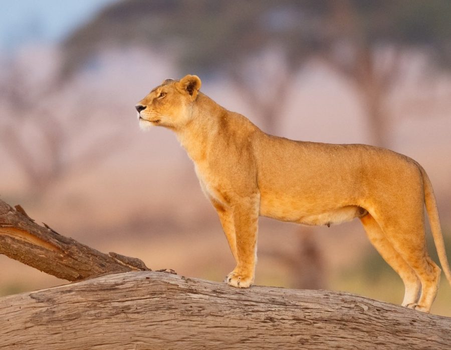 Serengeti National Park - Serengeti Safaris - Tanzania Safaris - Wildebeest Sightings