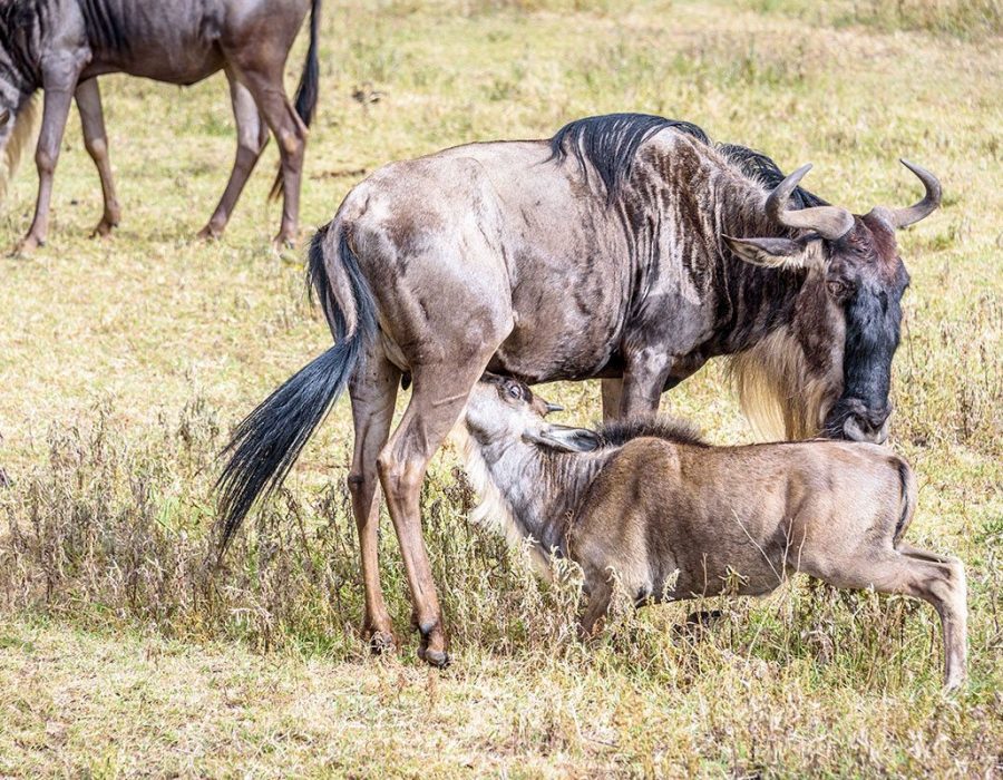 Wildebeest Migration in Kenya and Tanzania - Wildebeest Calving Season - Wildebeest Migration Safaris - Wildebeest Sightings