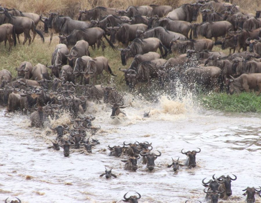 Roving Bushtops Wildebeest Migration - Serengeti Wildebeest Migration - best time to go for an african safari