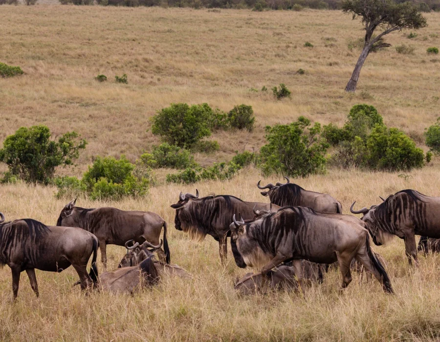 Serengeti Wildebeest Migration in December