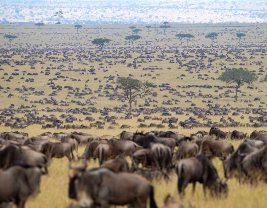 The wildebeest migration in November