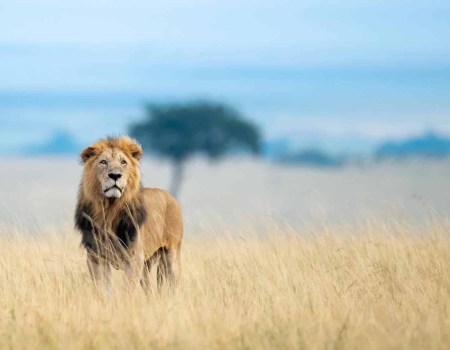 Masai Mara National Reserve - Maasai Mara National Reserve