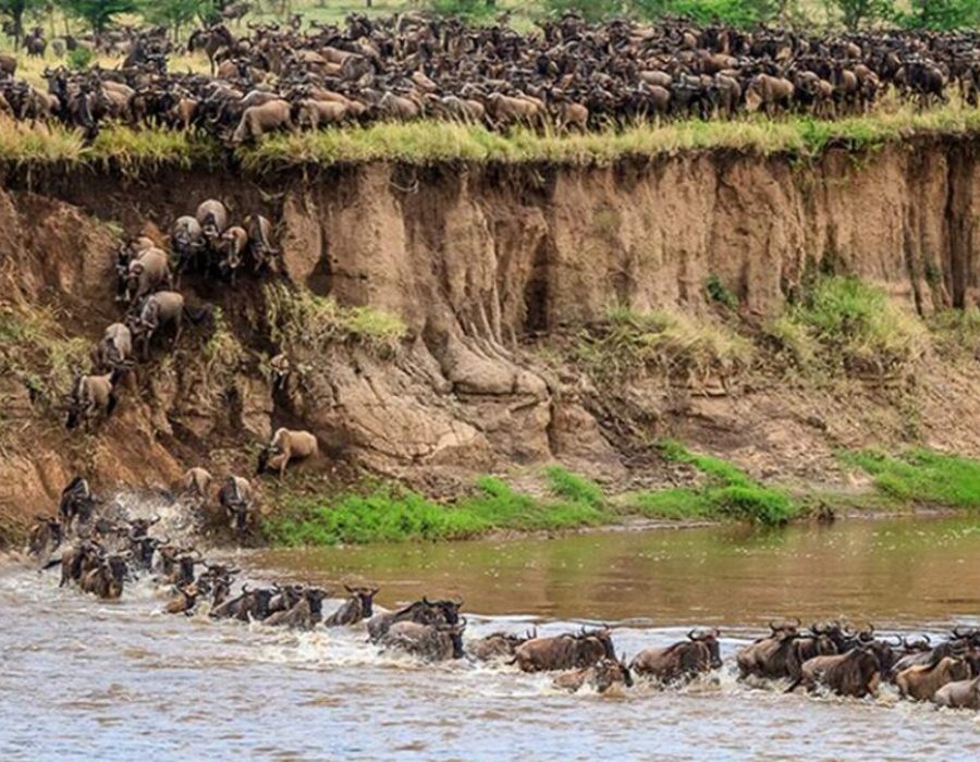 Masai Mara Wildebeest Migration Crossings - Wildebeest Crossings