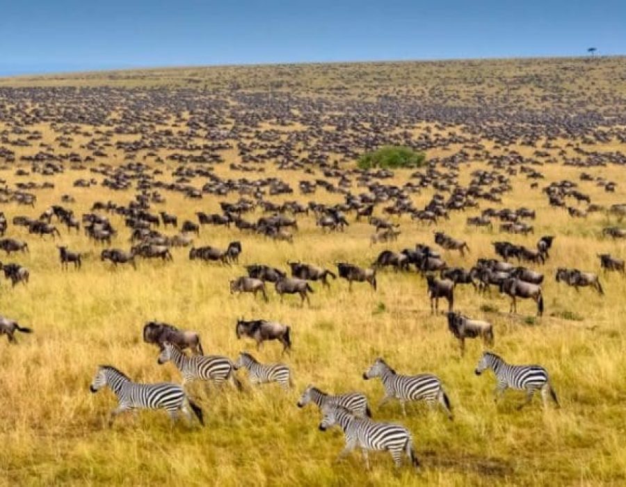 The Wildebeest Migration in October