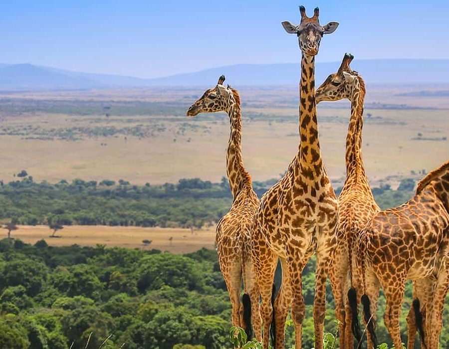 Masai Mara National Reserve - Maasai Mara National Reserve