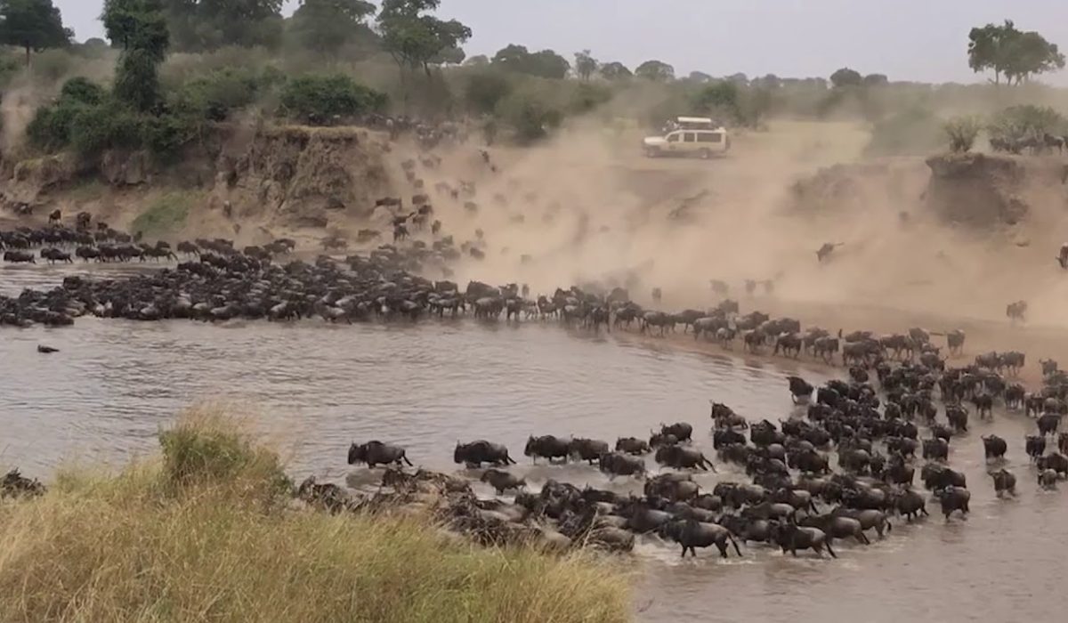 Wildebeest Migration Crossings - Wildebeest Crossings