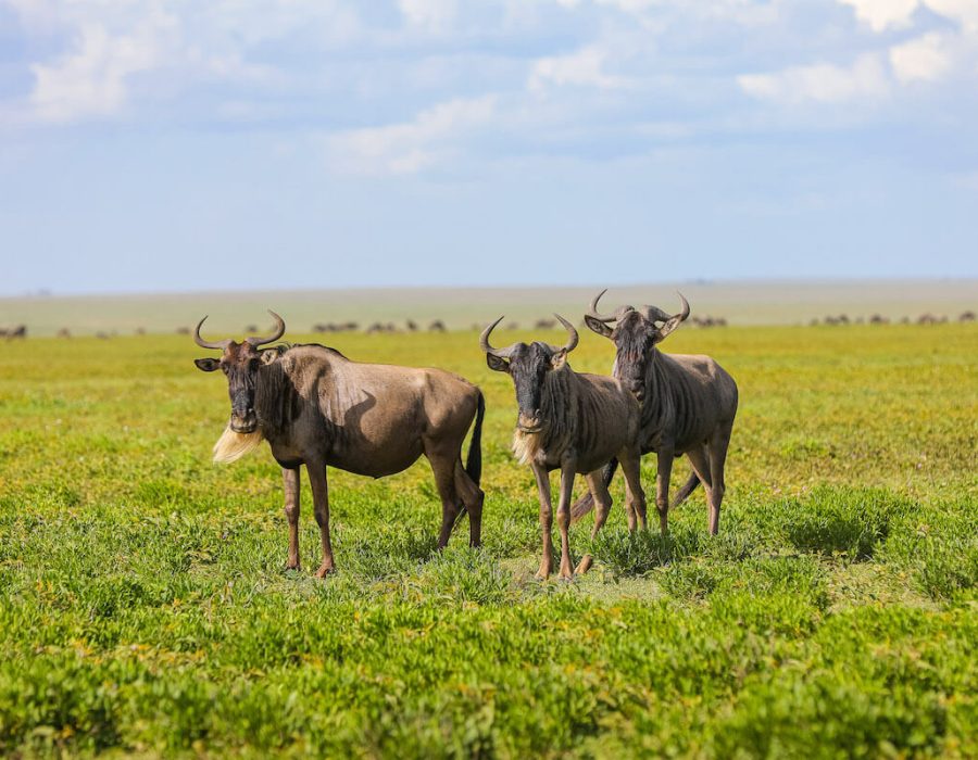 Serengeti Wildebeest Migration in January - Wildebeest Sightings
