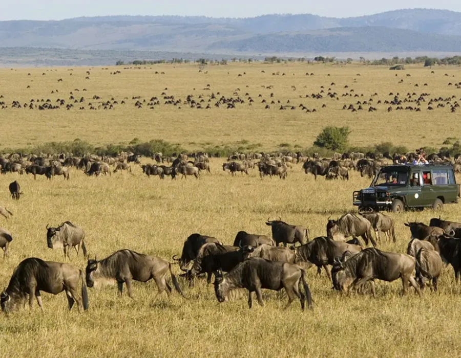 The Wildebeest Migration in September